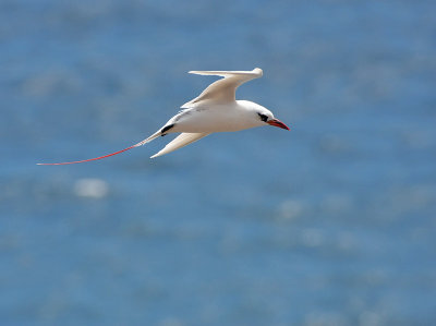 Red-tailed Tropicbird