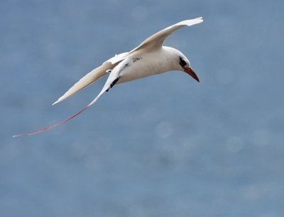 Red-tailed Tropicbird