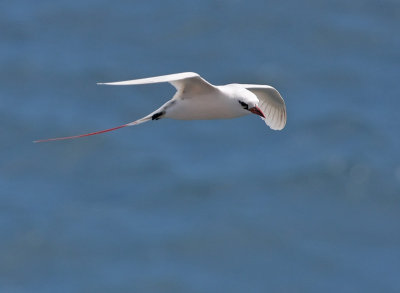 Red-tailed Tropicbird