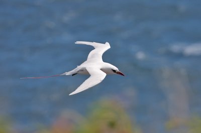 Red-tailed Tropicbird