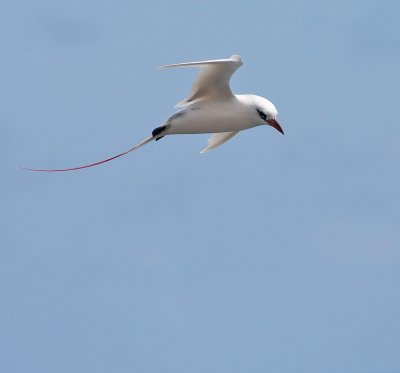 Red-tailed Tropicbird