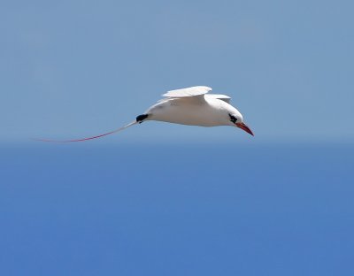 Red-tailed Tropicbird