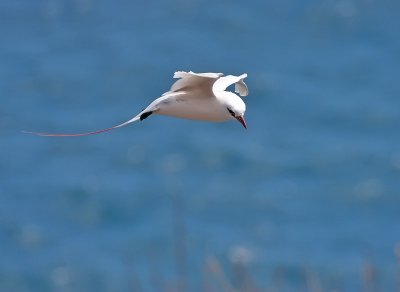 Red-tailed Tropicbird