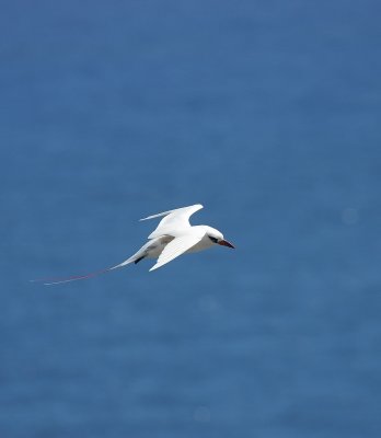Red-tailed Tropicbird