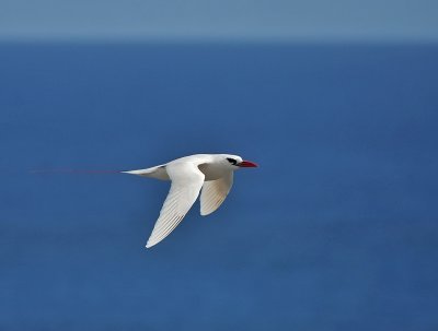 Red-tailed Tropicbird