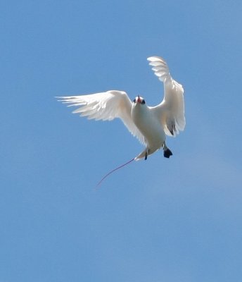 Red-tailed Tropicbird