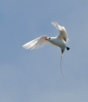 Red-tailed Tropicbird