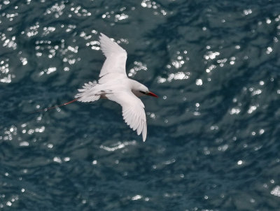Red-tailed Tropicbird