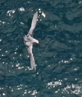 Red-tailed Tropicbird