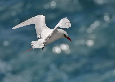 Red-tailed Tropicbird