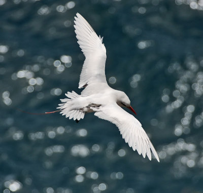 Red-tailed Tropicbird