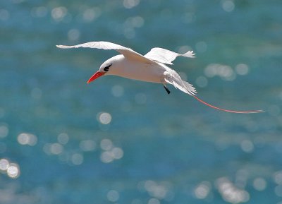 Red-tailed Tropicbird