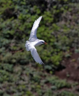 Red-tailed Tropicbird