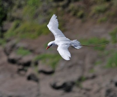 Red-tailed Tropicbird