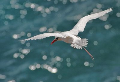 Red-tailed Tropicbird
