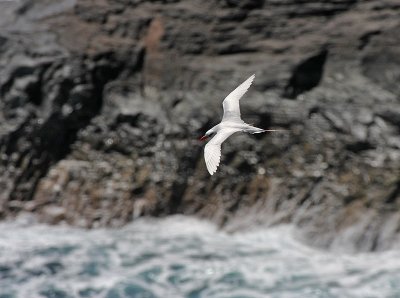 Red-tailed Tropicbird