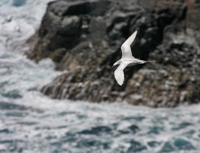 Red-tailed Tropicbird