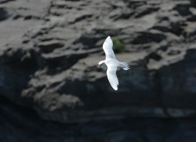 Red-tailed Tropicbird