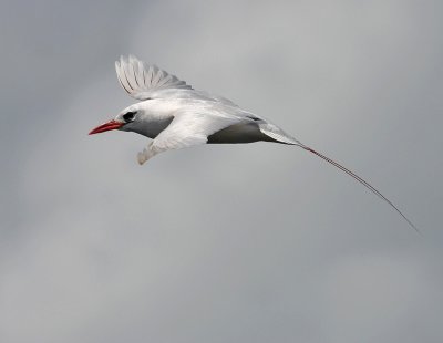Red-tailed Tropicbird