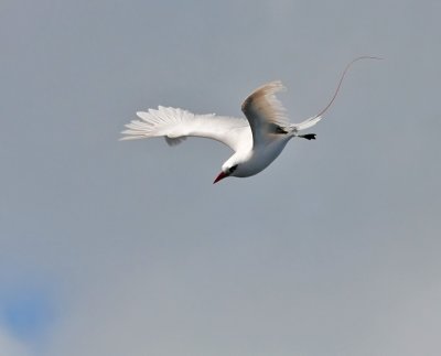 Red-tailed Tropicbird