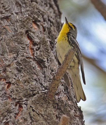 Grace's Warbler