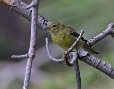 Orange-crowned Warbler (lutescens)