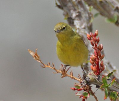 Orange-crowned Warbler (lutescens)