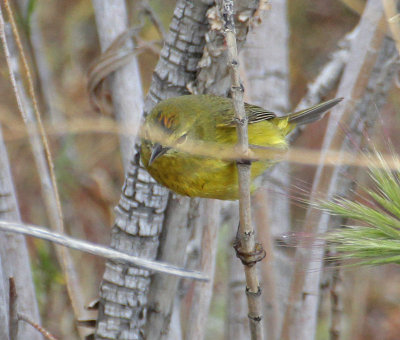 Orange-crowned Warbler (lutescens)