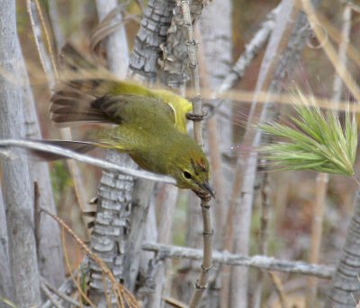 Orange-crowned Warbler (lutescens)