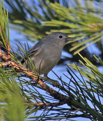 Lucys Warbler