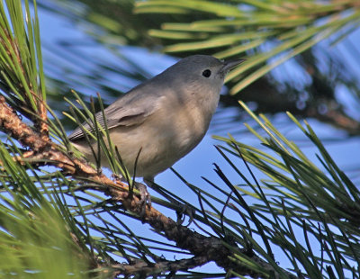 Lucy's Warbler