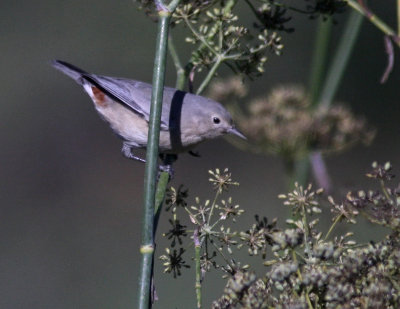 Lucy's Warbler, Coyote Point, San Mateo Co., November 2007