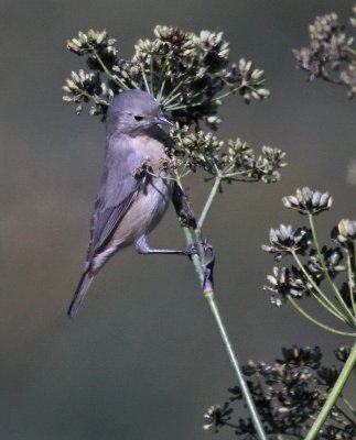 Lucy's Warbler