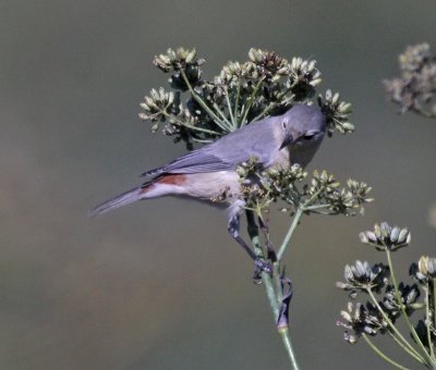 Lucy's Warbler