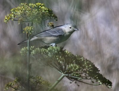 Lucy's Warbler