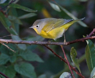 Nashville Warbler