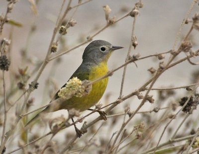 Nashville Warbler