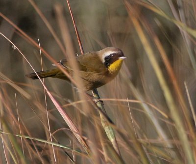 Salt Marsh Common Yellowthroat