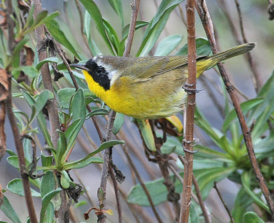 Salt Marsh Common Yellowthroat