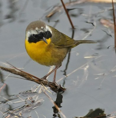 Salt Marsh Common Yellowthroat