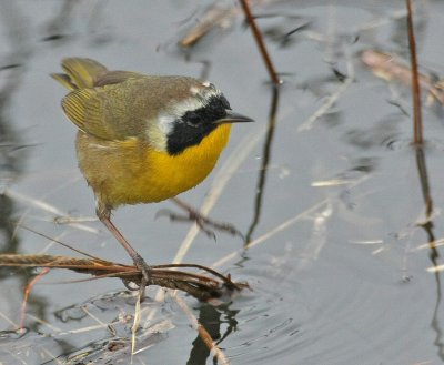 Salt Marsh Common Yellowthroat