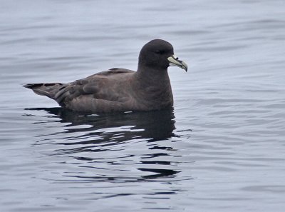 White-chinned Petrel