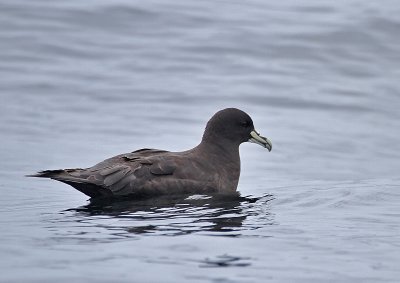 White-chinned Petrel