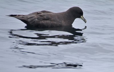 White-chinned Petrel