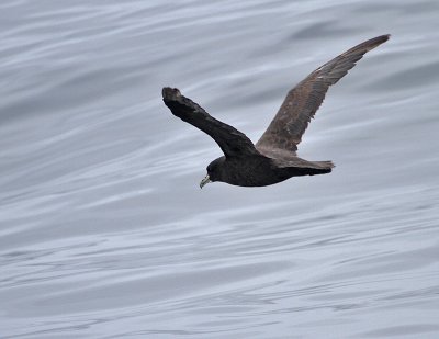 White-chinned Petrel