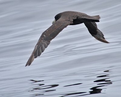 White-chinned Petrel