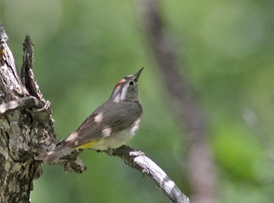 Virginia's Warbler