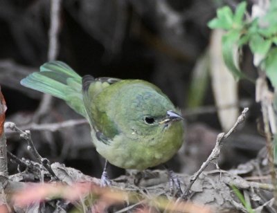 Painted Bunting, Mountain View, November 2011