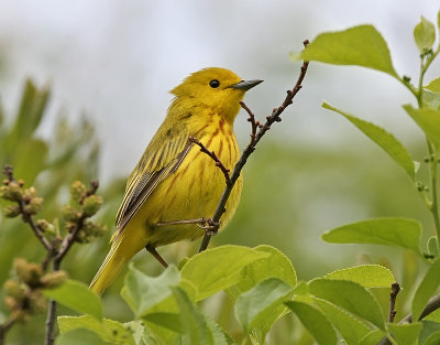 Yellow Warbler (Northern)