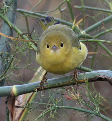 Yellow Warbler (Northern)